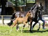 broodmare Cositina 3 (Oldenburg show jumper, 2014, from Caretinus K)