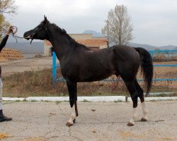 Pferd Galikarnas 2009 ox (Vollblutaraber, 2009, von Kamelot 2000 ox)