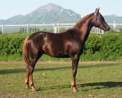 horse Gollandec Tersk 2010 ox (Arabian thoroughbred, 2010, from Newmarket 2004 ox)