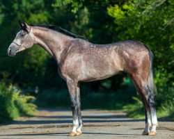 horse Give me Chance Tersk 2012 ox (Arabian thoroughbred, 2012, from Vizavi 2003 ox)