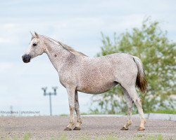 broodmare Gollandia 2001 ox (Arabian thoroughbred, 2001, from Nougatin 1994 ox)