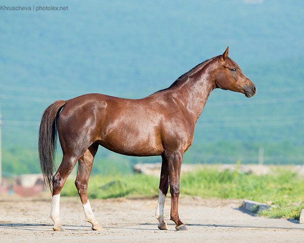 broodmare Nochnaia Fialka 2009 ox (Arabian thoroughbred, 2009, from Kamelot 2000 ox)