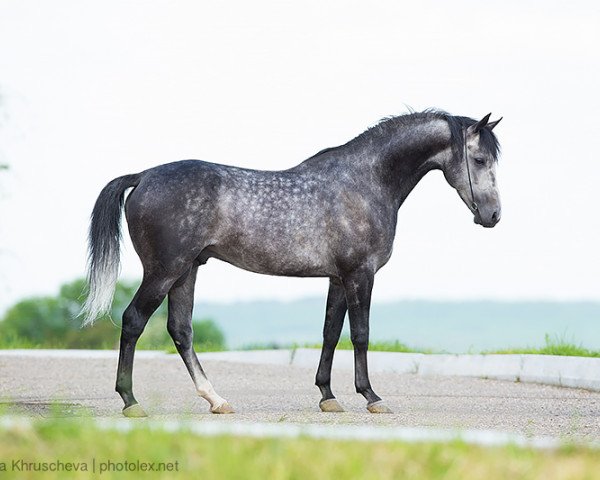 stallion Dubai Heros 2006 ox (Arabian thoroughbred, 2006, from Amer 1984 ox)