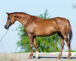 broodmare Dilogia 2004 ox (Arabian thoroughbred, 2004, from Gepard 1984 ox)