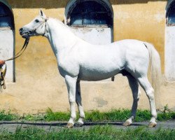 Deckhengst Egis 1985 ox (Vollblutaraber,  , von Penitent 1979 ox)