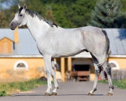 stallion Kurier 2003 ox (Arabian thoroughbred,  , from Egis 1985 ox)