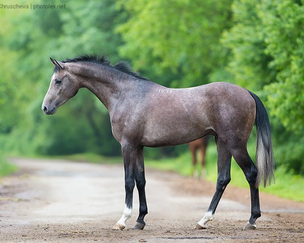 horse Jack Pot 2012 ox (Arabian thoroughbred, 2012, from Kurier 2003 ox)