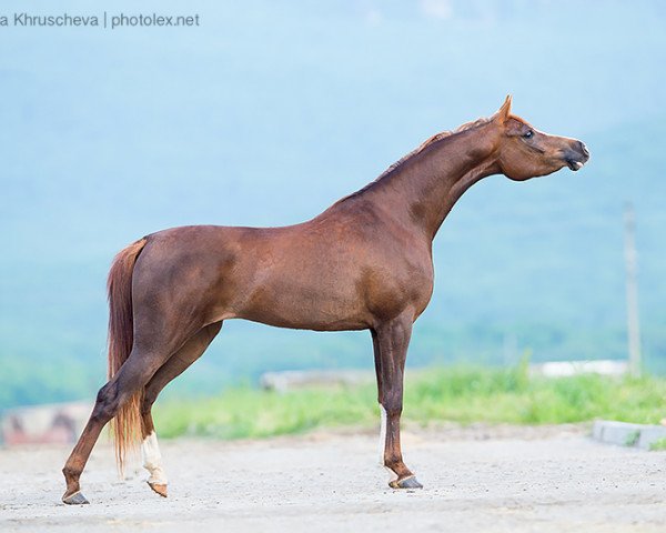 broodmare Bon Pari Tersk 2011 ox (Arabian thoroughbred, 2011, from Pobeditel 1998 ox)