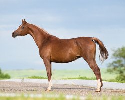 broodmare Akbarsa (Arabian thoroughbred, 2004, from Balaton 1982 ox)