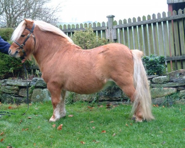 Deckhengst Trapp Mirimar (Shetland Pony (unter 87 cm), 1993, von Endrick Cruachan 3103)