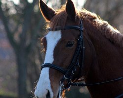 broodmare Sheela 42 (Oldenburg, 2002, from Degas)