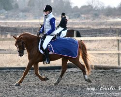 horse Rowan (New Forest Pony, 2002, from Sander)