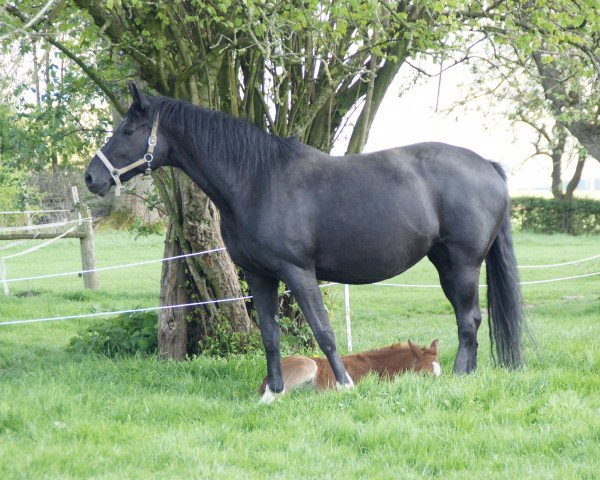 broodmare Wera (Hanoverian, 2001, from Wolkentanz II)