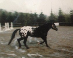 Pferd Classic Painter (Appaloosa, 1991, von The Sparten Chick)