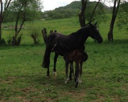 broodmare Cyra (Hessian Warmblood, 1999, from Campari M)