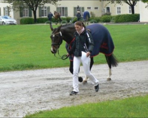 broodmare Anabell (Bavarian, 2011, from Chequilla Z)