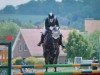 dressage horse Condero D (Hanoverian, 2005, from Contendro I)