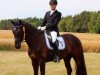 dressage horse Scolari (German Sport Horse, 2010, from Simonetti)