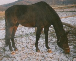 horse Mikado 215 (Bavarian, 1990, from Magic Boy)