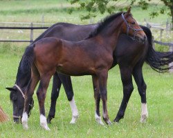 dressage horse Rose 85 (Westphalian, 2014, from Rock Forever NRW)