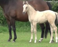 broodmare Goldy (Rhinelander, 2014, from Golden State)