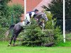 jumper Lothar (German Sport Horse, 2006, from Levisto's Big Boy)