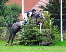 jumper Lothar (German Sport Horse, 2006, from Levisto's Big Boy)