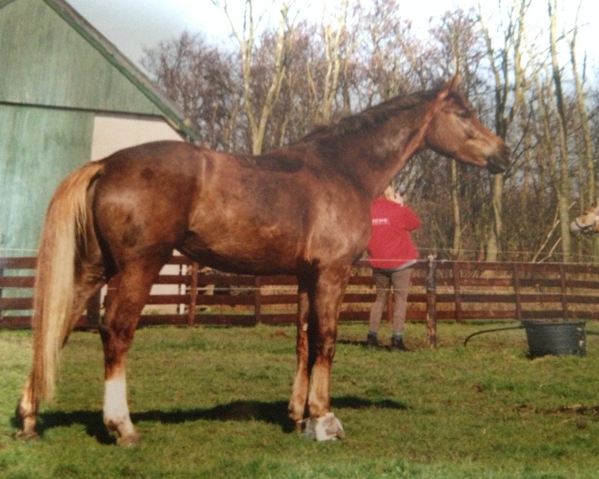 Zuchtstute Pit's Paulinchen (Westfale, 1996, von Pit I)
