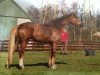 broodmare Pit's Paulinchen (Westphalian, 1996, from Pit I)