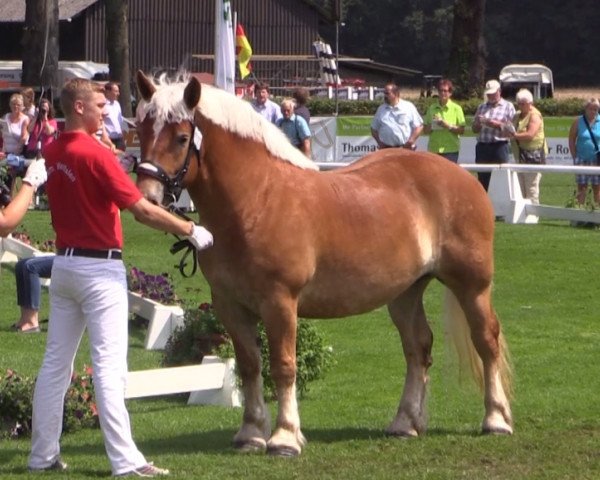 Pferd Hera (Rheinisch-Deutsches Kaltblut, 2010, von Hartmut)