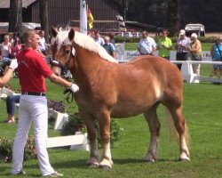 horse Hera (Rhenish-German Cold-Blood, 2010, from Hartmut)