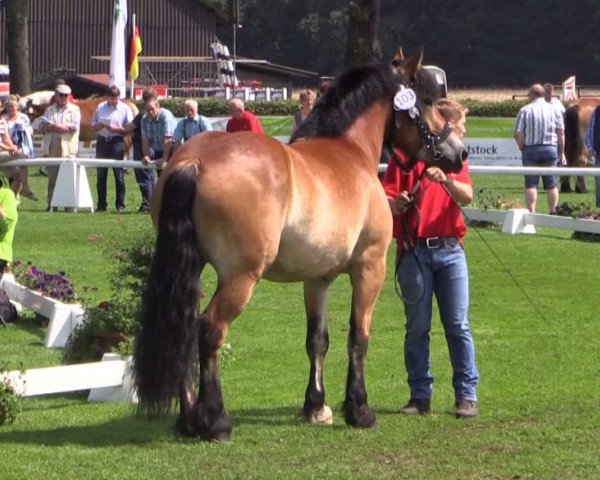 broodmare Claire (Westphalian Draughthorse, 2011, from Cato)