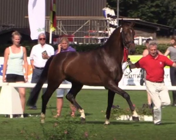 broodmare V-Power (Westphalian, 2011, from Vitalis)