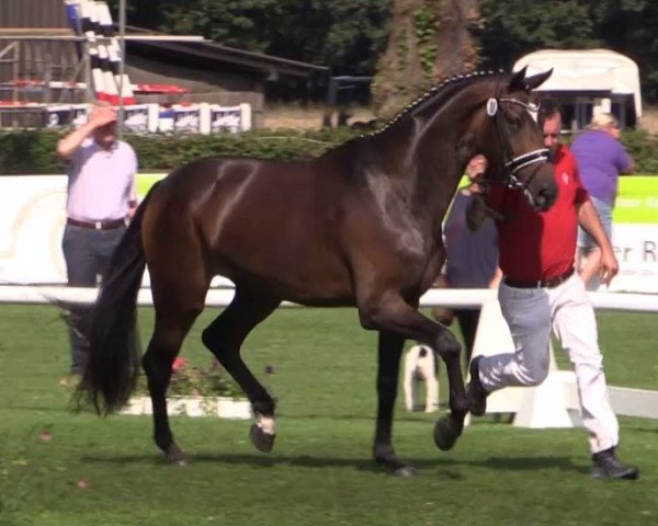 dressage horse Schlagerlied G (Westphalian, 2011, from Silbermond)