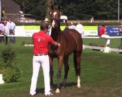 dressage horse Spanish Eyes 4 (Westphalian, 2011, from Silbermond)