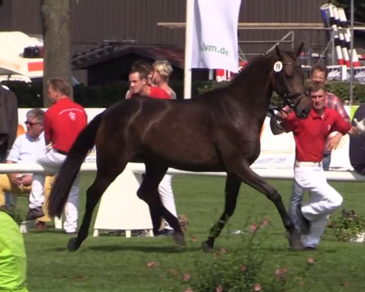 Zuchtstute Raquina (Westfale, 2011, von Real Diamond)