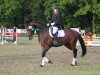 dressage horse Queensberry 9 (Westphalian, 2007, from Quinta Real)