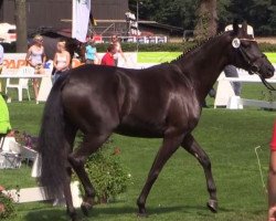 broodmare Fürstin (Westphalian, 2011, from Fürstenball)