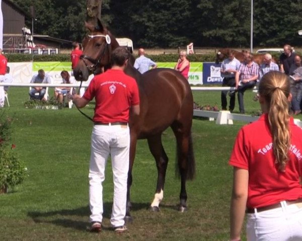 broodmare Ferry Flame (Westphalian, 2011, from Fabio Capello)