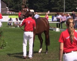 Zuchtstute Ferry Flame (Westfale, 2011, von Fabio Capello)