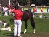 dressage horse Family Sunshine AT (Westphalian, 2011, from Fabio Capello)