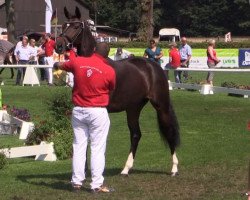 dressage horse Family Sunshine AT (Westphalian, 2011, from Fabio Capello)