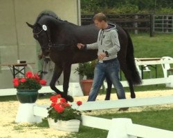 dressage horse Die Rose (Westphalian, 2011, from Diatano)