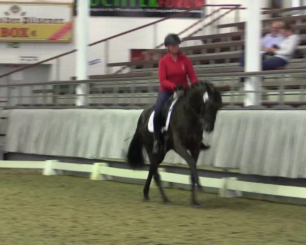 Stutenleistungsprüfung Münster-Handorf 2021