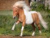 Deckhengst Steinburgs Thunderstorm (Shetland Pony (unter 87 cm), 2005, von Schalenburgs Twister)