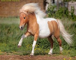 Deckhengst Steinburgs Thunderstorm (Shetland Pony (unter 87 cm), 2005, von Schalenburgs Twister)