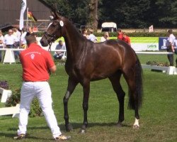 broodmare Dreamwork (Westphalian, 2011, from Diatano)