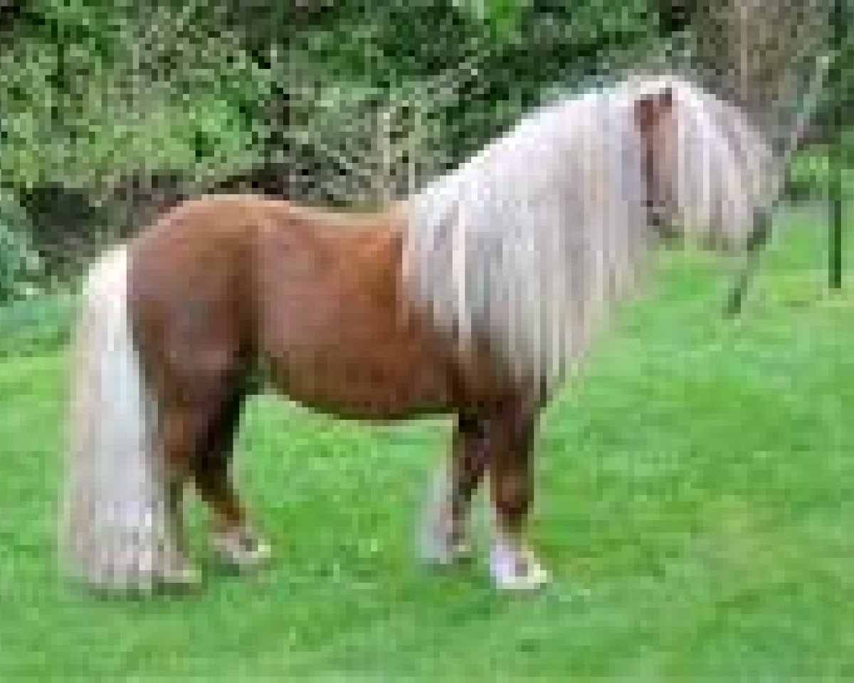Deckhengst Fazal v.d. Rheehof (Shetland Pony (unter 87 cm), 1991, von Parlington Pimpernell)