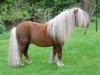 stallion Fazal v.d. Rheehof (Shetland pony (under 87 cm), 1991, from Parlington Pimpernell)