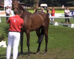 broodmare Dehlia (Westphalian, 2011, from Diatano)